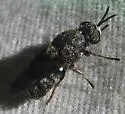 Dicyphoma schaefferi - photo 3