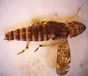 Dicyphonia minuta - Dicyphonia minuta