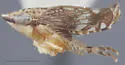 Dicyphonia minuta - photo 3