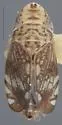 Dicyphonia minuta - photo 4