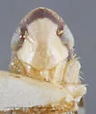 Dicyphonia minuta - photo 5