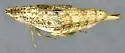 Dicyphonia ornata
