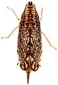 Dicyphonia ornata - photo 2