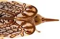 Dicyphonia ornata - photo 4