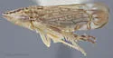 Dicyphonia plura