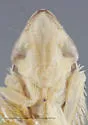 Dicyphonia plura - photo 3