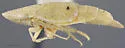 Dicyphonia plura - photo 4