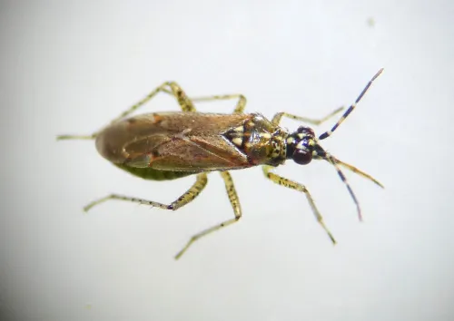 Dicyphus annulatus