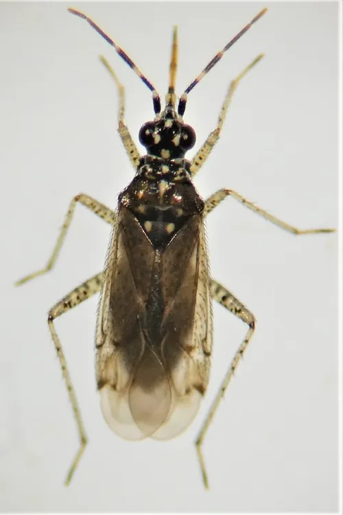 Dicyphus annulatus - photo 2