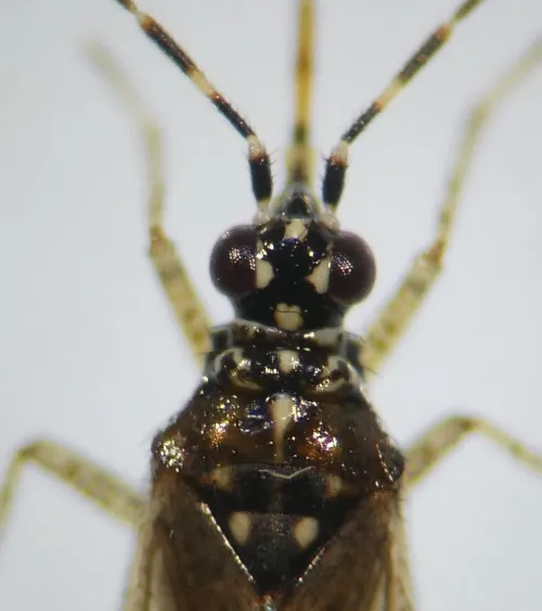 Dicyphus annulatus - photo 3