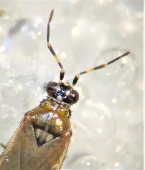 Dicyphus annulatus - photo 4