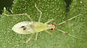Dicyphus discrepans