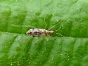 Dicyphus discrepans - photo 2