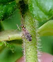 Dicyphus discrepans - photo 3