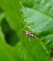 Dicyphus discrepans - photo 4