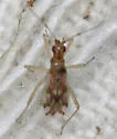 Dicyphus discrepans - photo 5