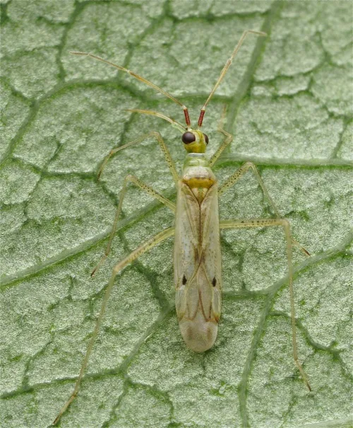 Dicyphus epilobii