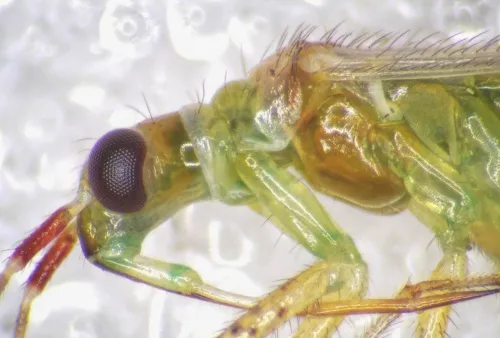 Dicyphus epilobii - photo 2