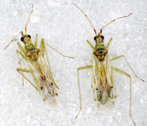 Dicyphus epilobii - photo 3