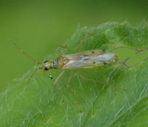 Dicyphus epilobii - photo 4