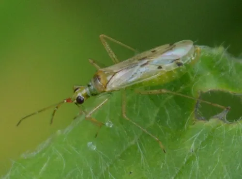 Dicyphus epilobii - photo 5