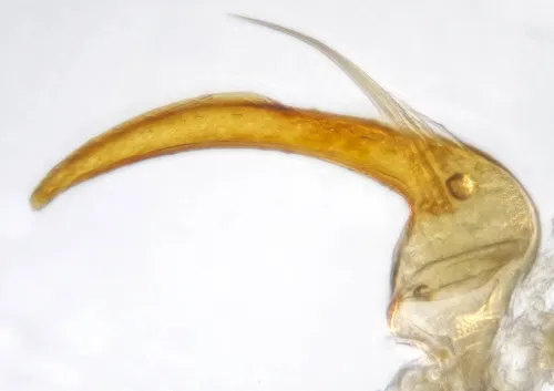 Dicyphus epilobii - photo 6