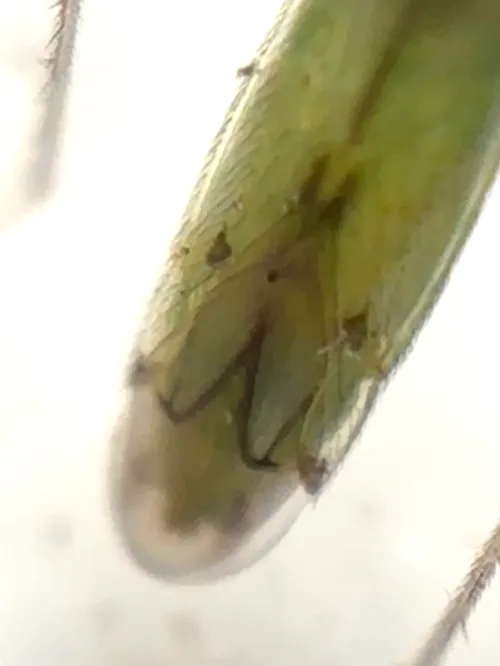 Dicyphus epilobii - photo 7