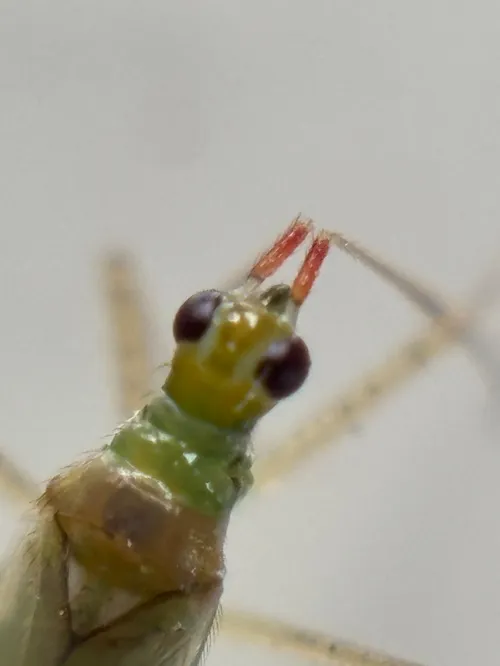 Dicyphus epilobii - photo 8