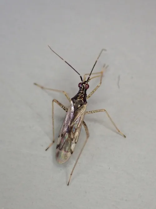 Dicyphus errans