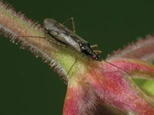 Dicyphus errans - photo 2