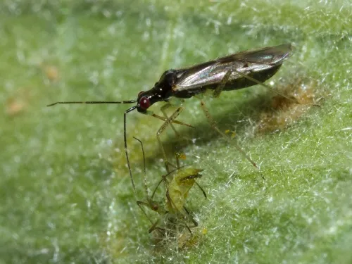 Dicyphus errans - photo 3