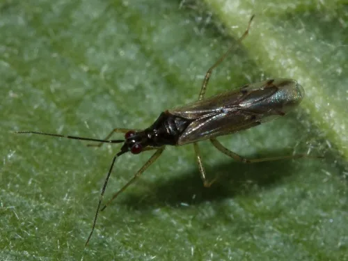 Dicyphus errans - photo 4