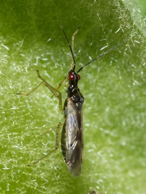 Dicyphus errans - photo 5