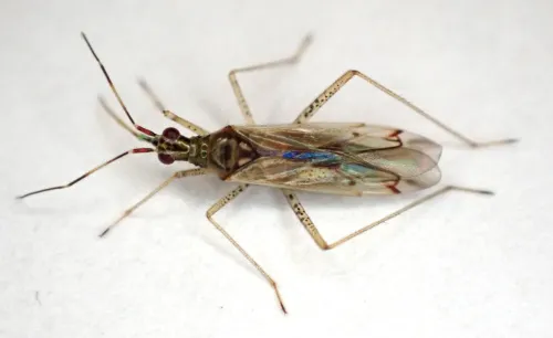 Dicyphus errans - photo 8