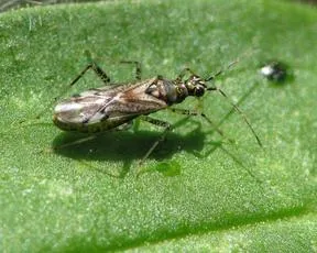 Dicyphus escalerae