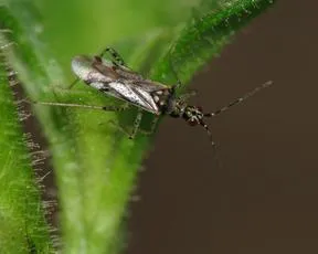 Dicyphus escalerae - photo 2