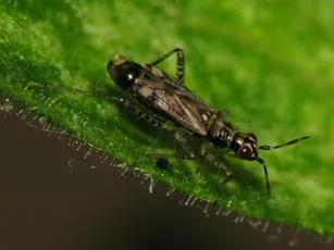 Dicyphus escalerae - photo 3