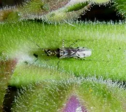 Dicyphus escalerae - photo 4