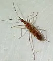 Dicyphus famelicus