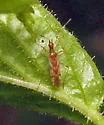 Dicyphus famelicus - photo 2
