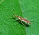 Dicyphus famelicus - photo 3