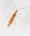 Dicyphus famelicus - photo 4