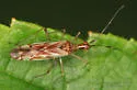 Dicyphus famelicus - photo 5