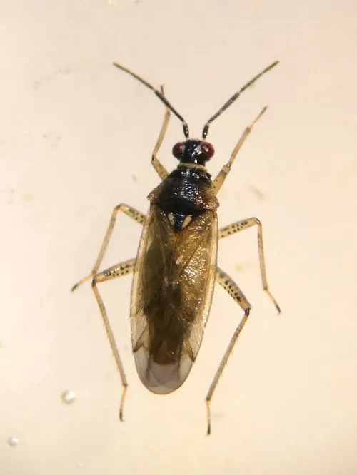 Dicyphus globulifer