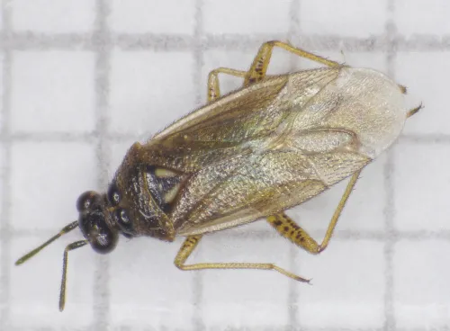 Dicyphus globulifer - photo 2