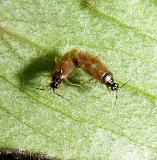 Dicyphus globulifer - photo 3