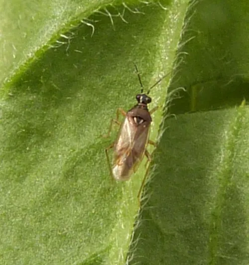 Dicyphus globulifer - photo 4