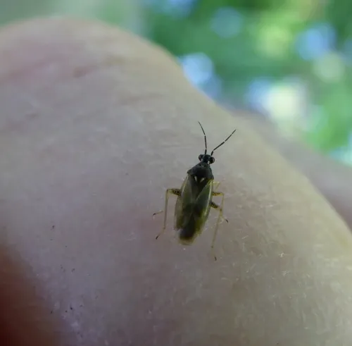 Dicyphus globulifer - photo 5