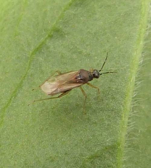 Dicyphus globulifer - photo 6