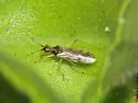 Dicyphus hesperus